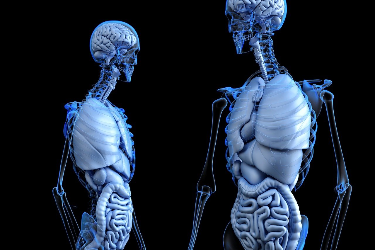 Studio medico Gallotti - colon e organi interni